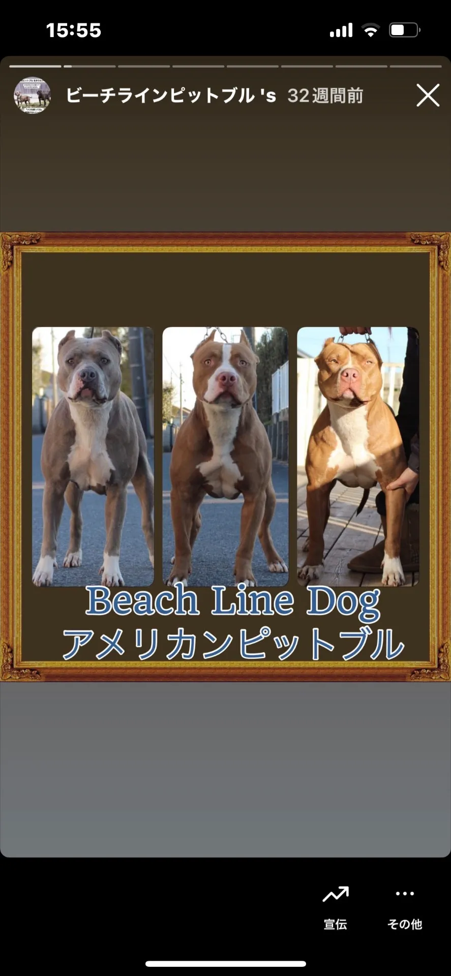 Beach Line Dog